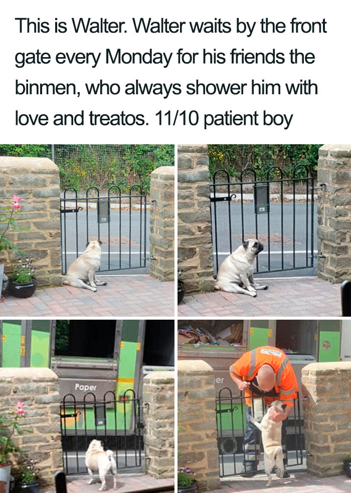 wholesome dog posts walter binmen friendship