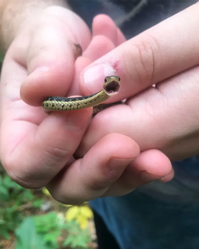 Tiny baby snake