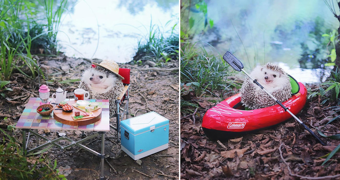 Azuki Pygmy Hedgehog
