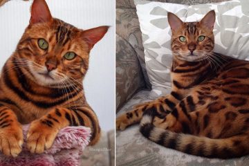 Bengal Cat Thor