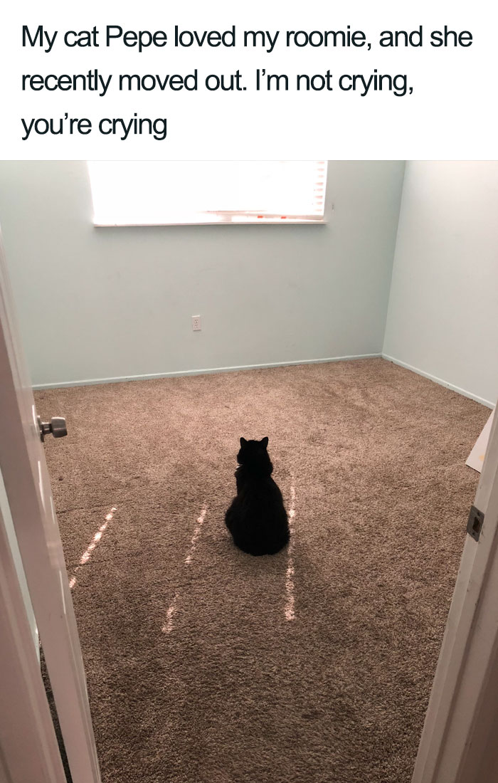 Pepe cat missing my roomie wholesome cat posts