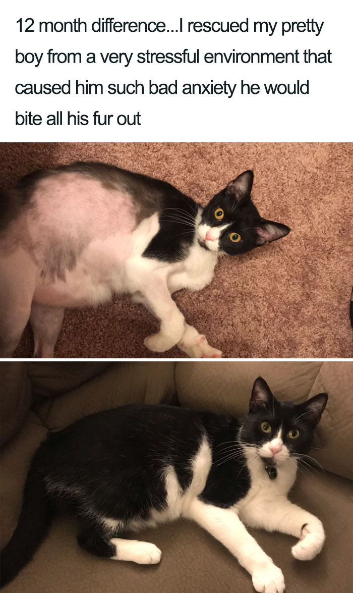 cat biting his fur before and after wholesome cat posts