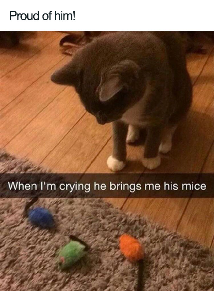 cat bringing toy mice when im crying wholesome cat posts