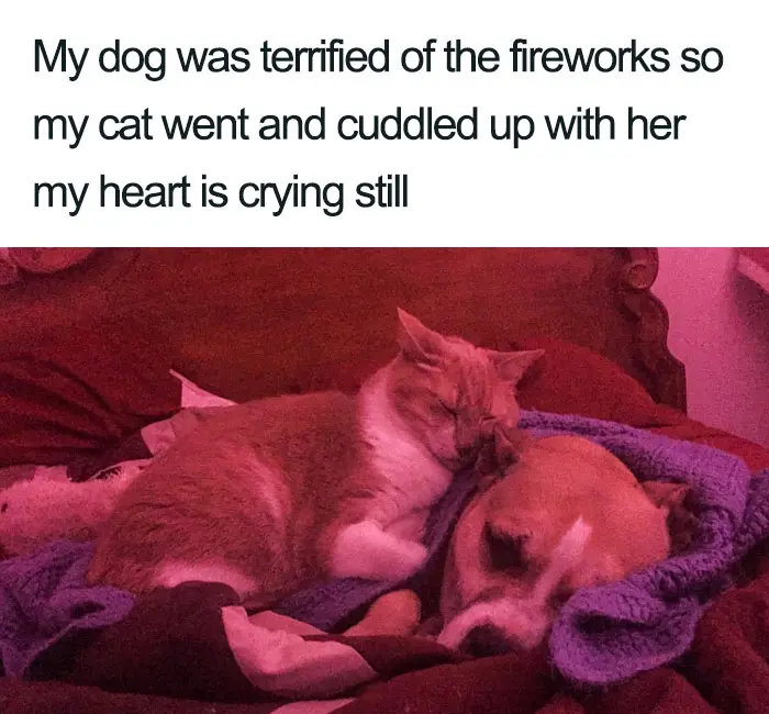 cat comforting dog afraid of fireworks wholesome cat posts