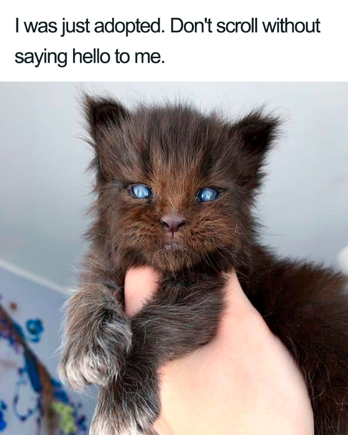 cat looking like chewbacca wholesome cat posts