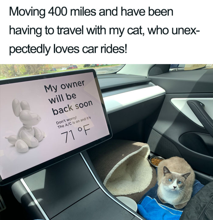 wholesome cat posts