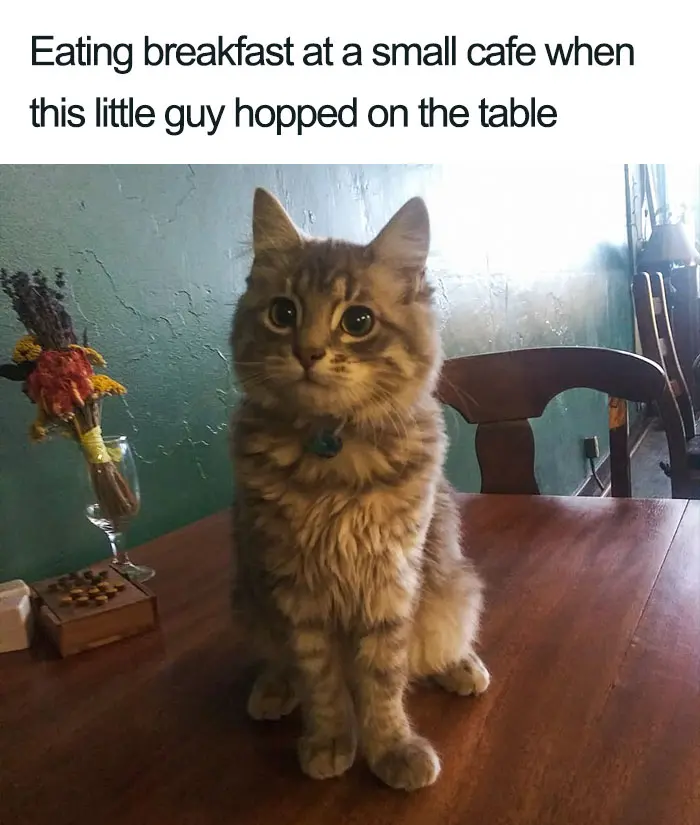 cat on the table wholesome cat posts