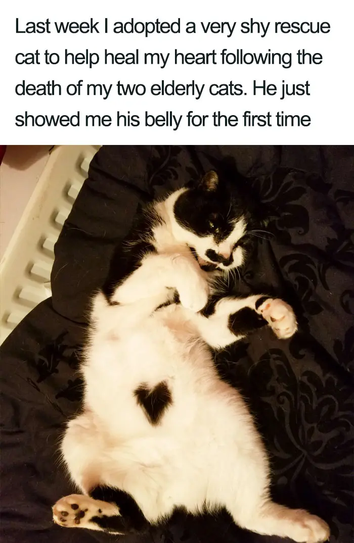 cat with heart shape in belly wholesome cat posts