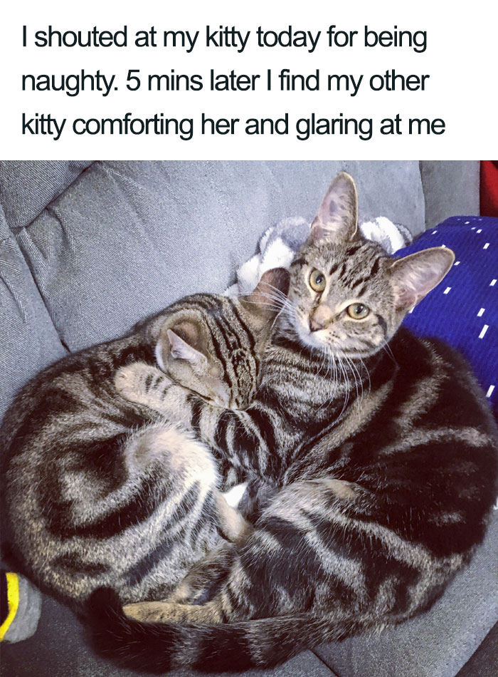 comforting fellow kitty staring at me wholesome cat posts