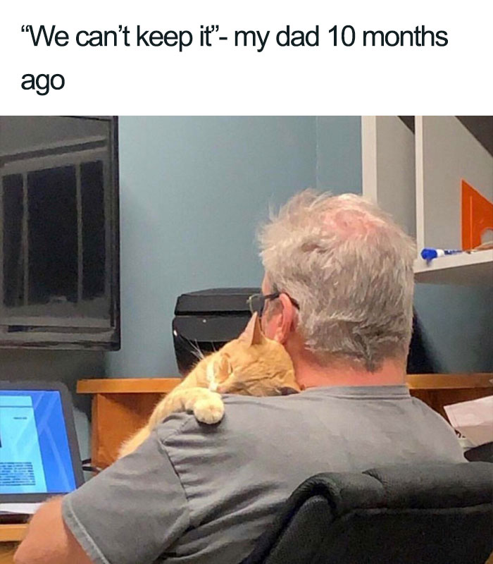 dad who said can't keep cat wholesome cat posts