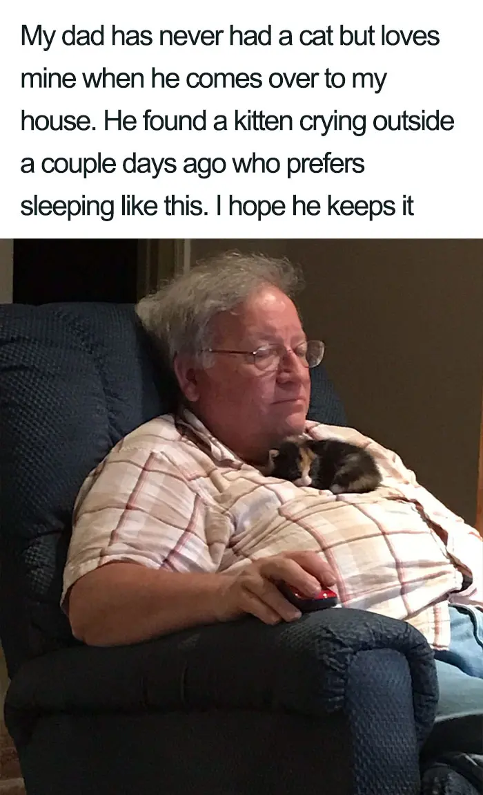 dad with kitten wholesome cat posts