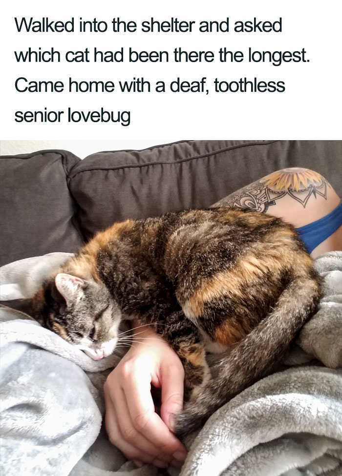 deaf toothless senior cat wholesome cat posts