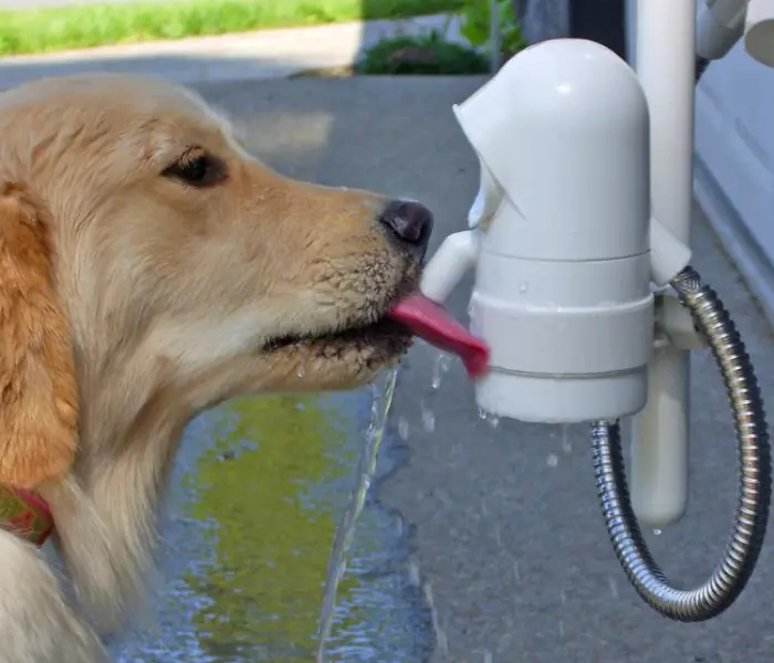 demo outdoor dog water drinking fountain