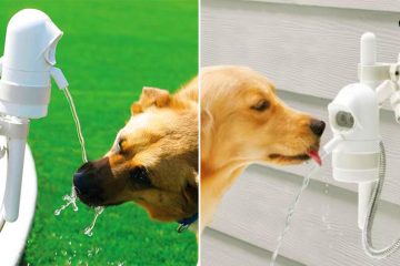 dog drinking fountain