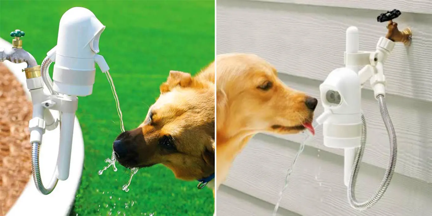 dog drinking fountain