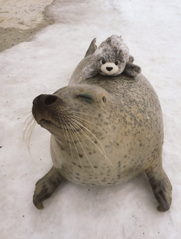 delightful earless seal hugs stuffed toy