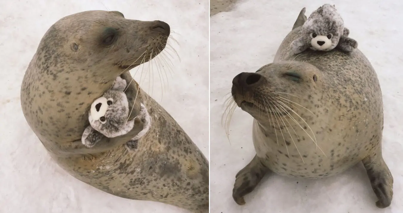earless seal with toy