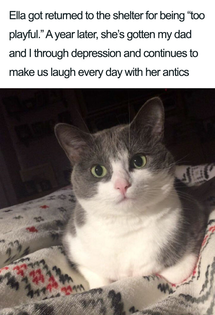 ella playful cat wholesome cat posts