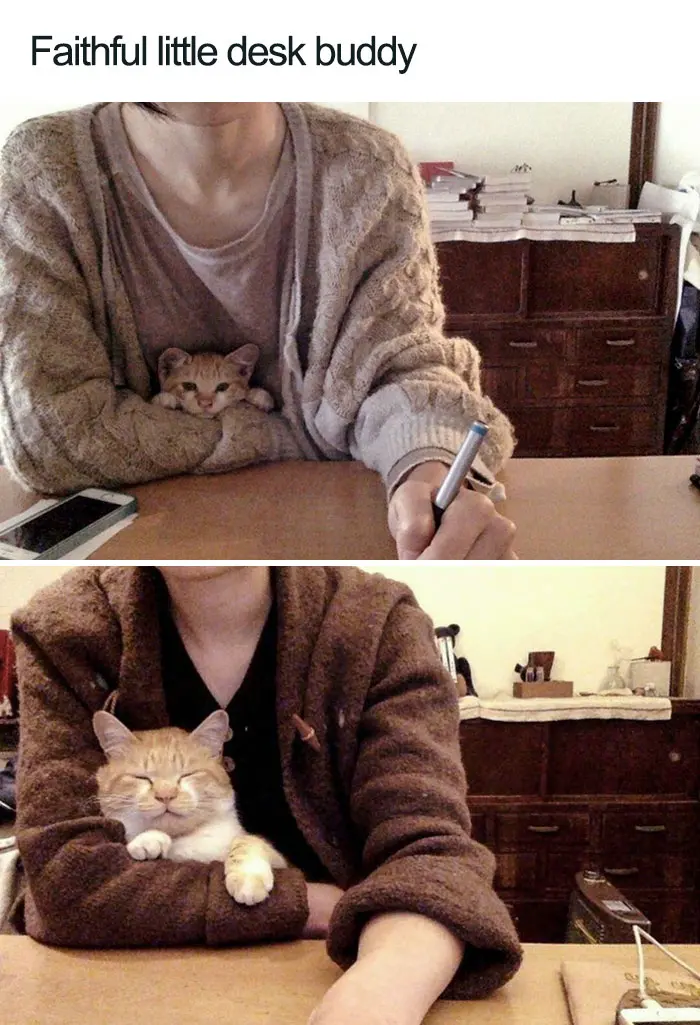 faithful little desk buddy wholesome cat posts