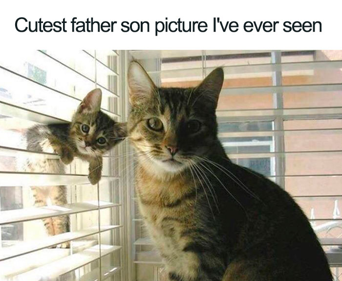 People Share Adorable Cat  Posts That Will Make You Feel 