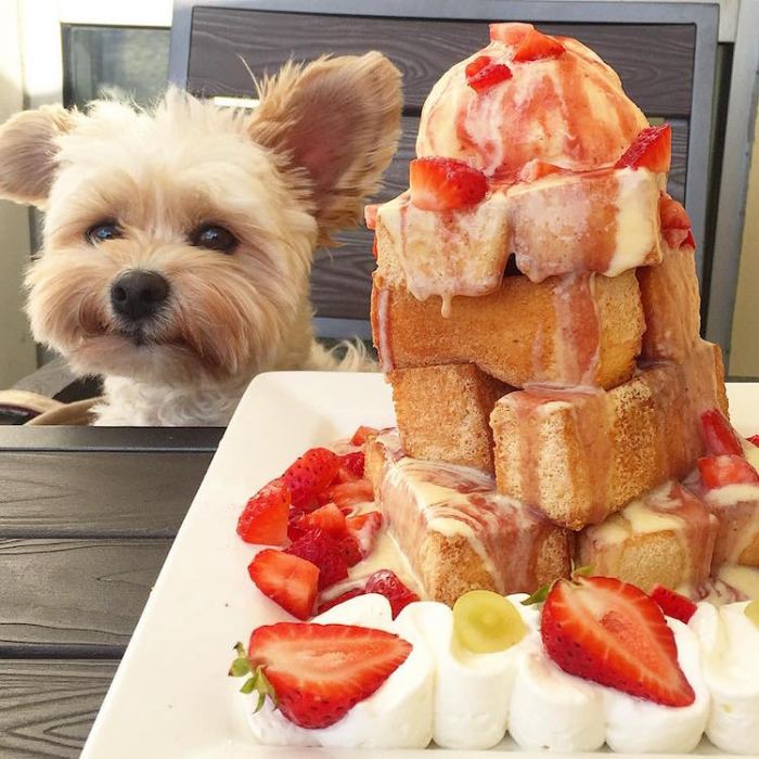 fruity strawberry dessert popeye the foodie dog