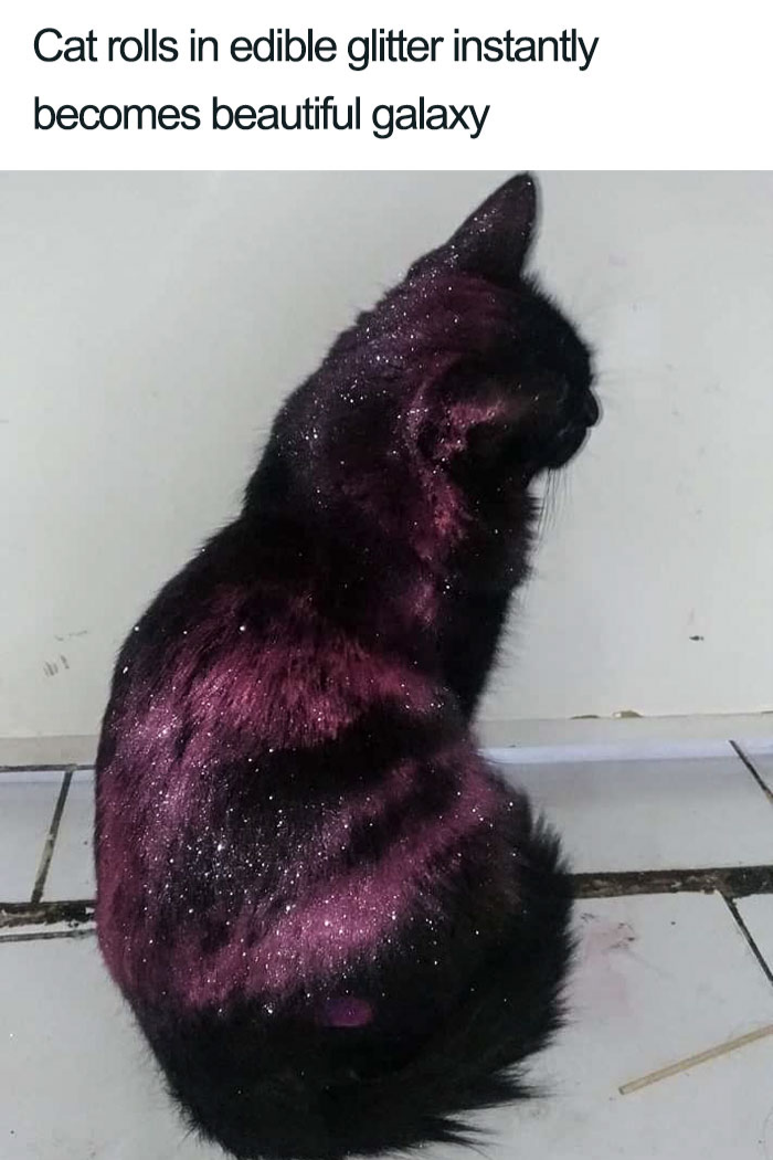 galaxy looking cat glitter wholesome cat posts