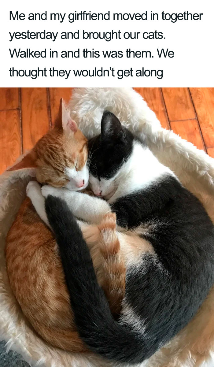 girlfriend and boyfriend cat wholesome cat posts