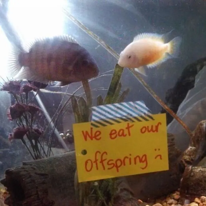 hilarious fishes eating offspring