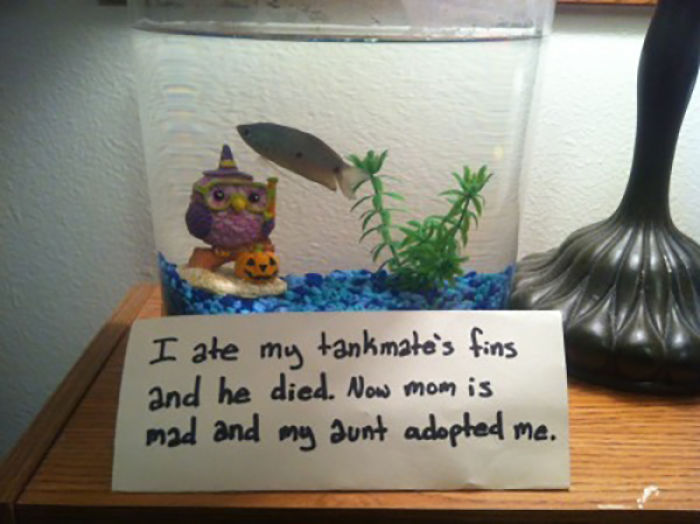 hilarious fishes fish adopted by aunt