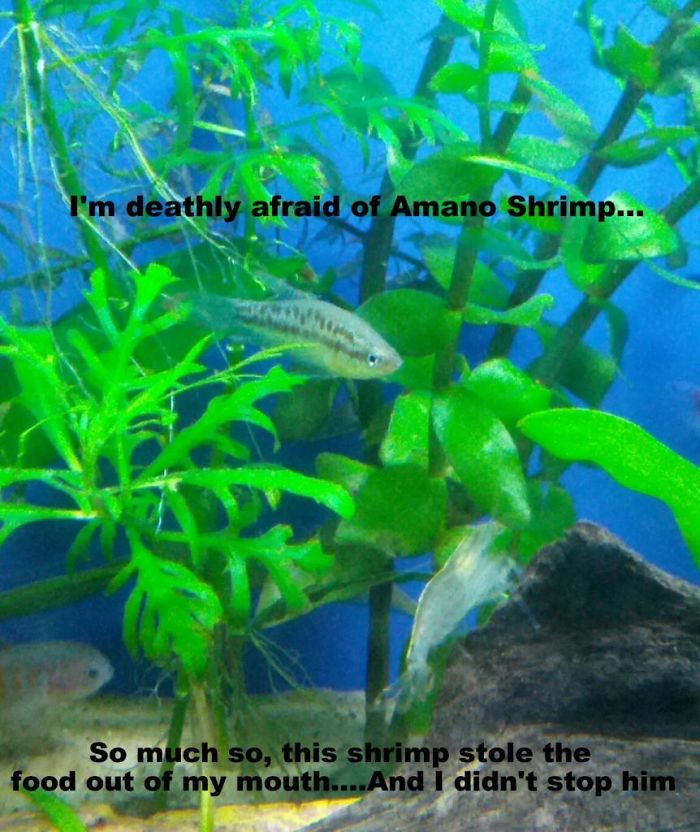 hilarious fishes fish afraid of amano shrimp