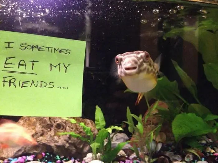 hilarious fishes fish ate friends