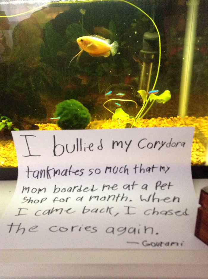 hilarious fishes fish bully corydora