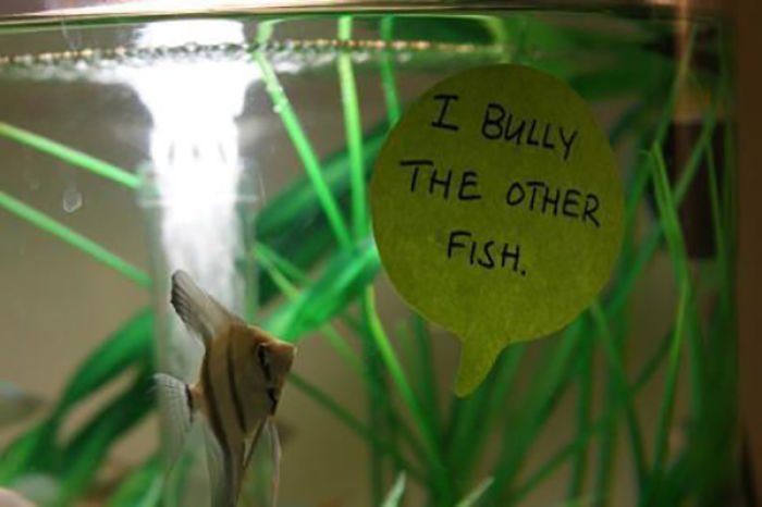 hilarious fishes fish bully