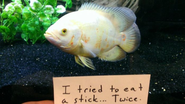 hilarious fishes fish eating sticks