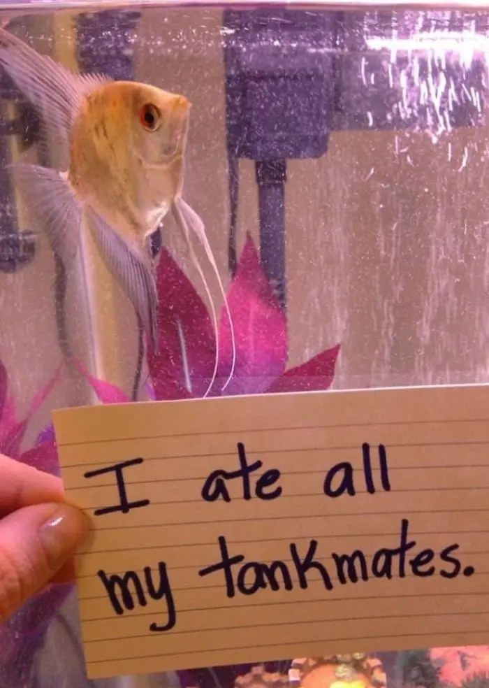 hilarious fishes fish eats all tankmates