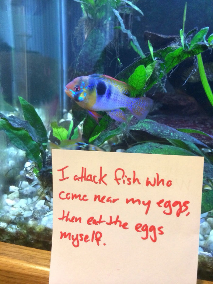 hilarious fishes fish eats own eggs