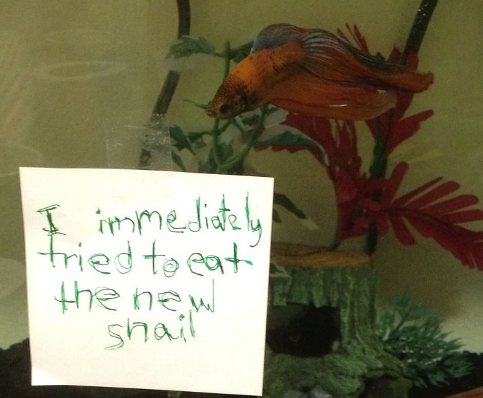 hilarious fishes fish eats snail