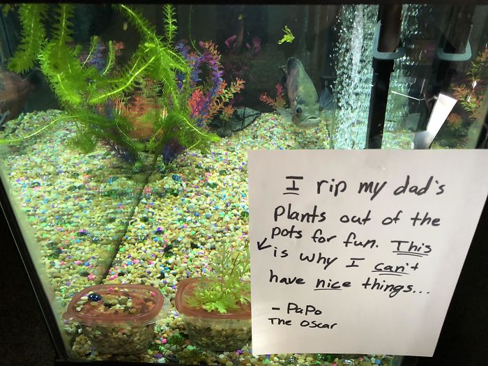 hilarious fishes fish rips plants