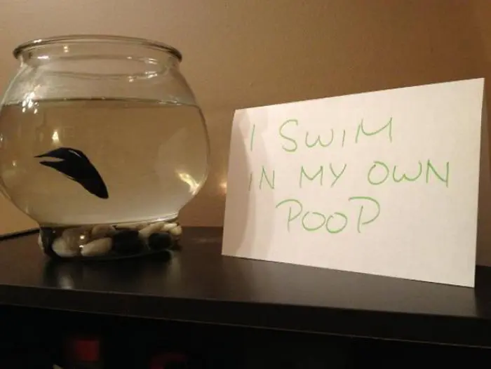 hilarious fishes fish swims in poop