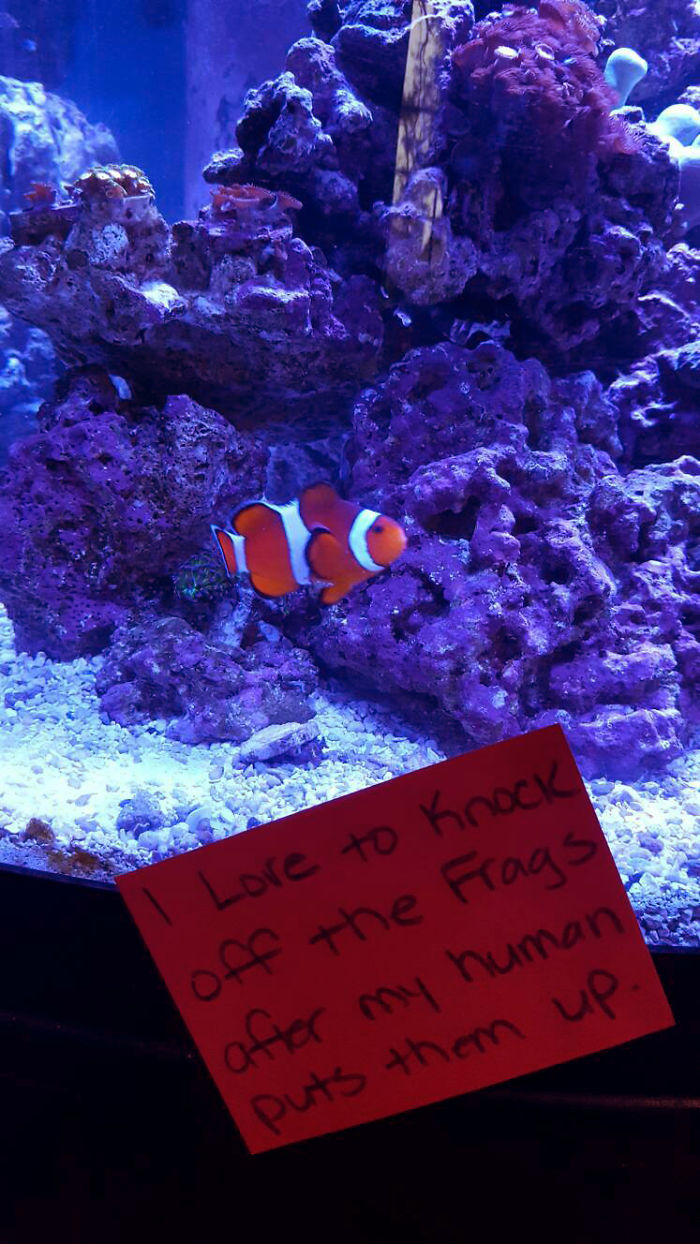 hilarious fishes funny clown fish