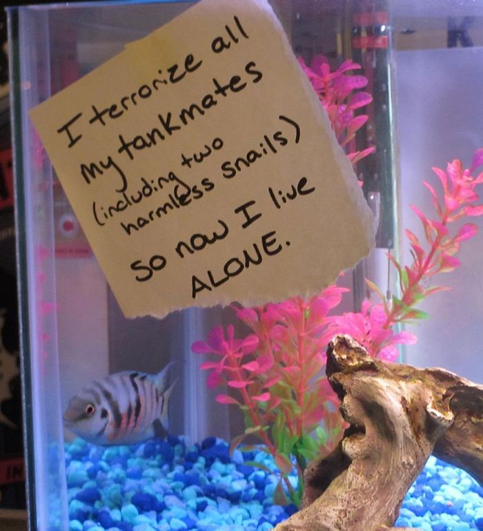 hilarious fishes terrorist