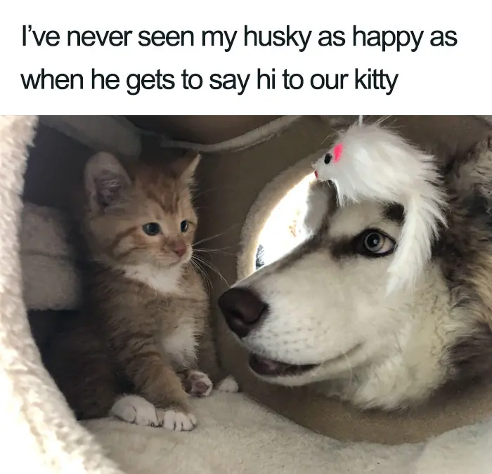 husky happy with kitty wholesome cat posts