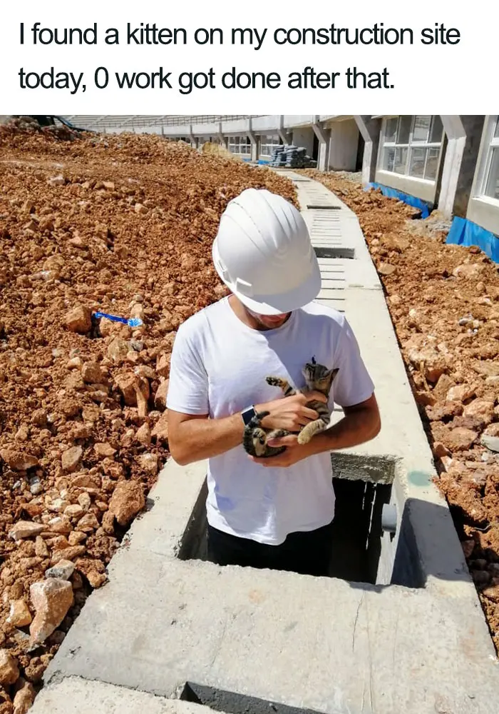 kitten in construction site wholesome cat posts