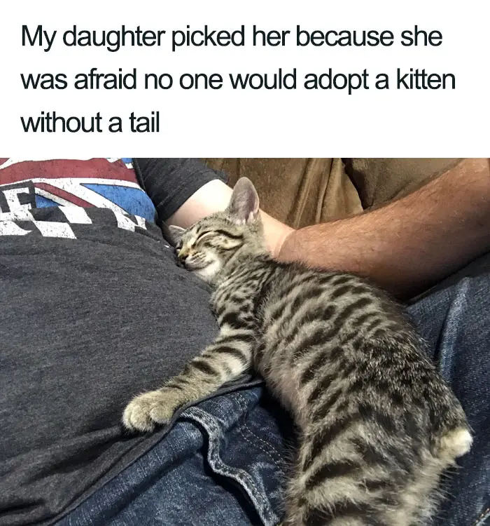 kitten without tail wholesome cat posts