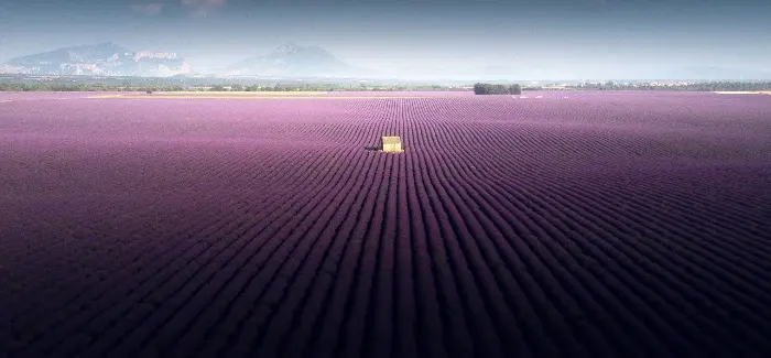 landscape lavender video samir belhamra