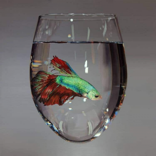 Artist Young Sung Kim Creates Realistic Oil Paintings Of Fish Trapped ...
