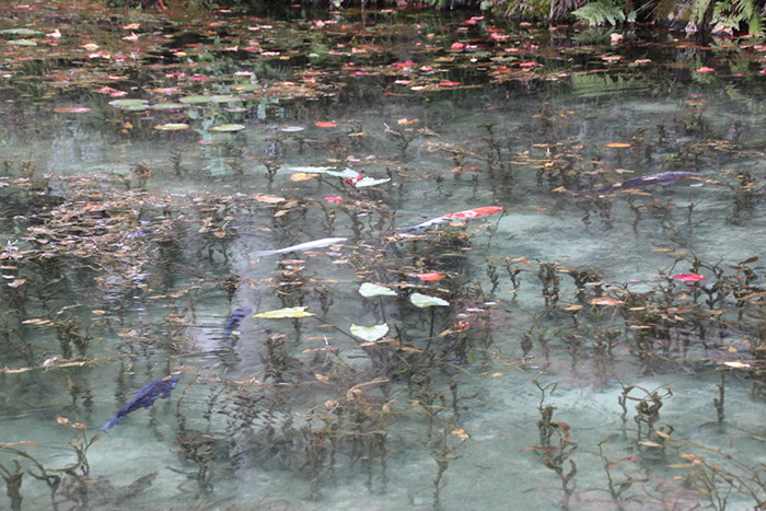 monets pond seki city japan colorful carps