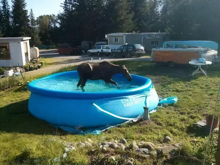 moose in pool funny meanwhile in canada pictures