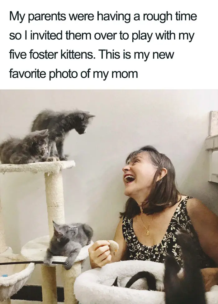 mother with cats wholesome cat posts