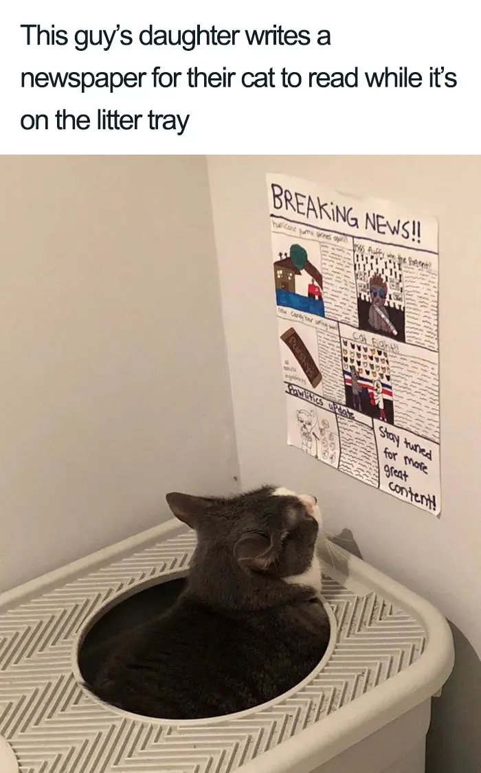 newspaper reading cat at litter tray wholesome cat posts